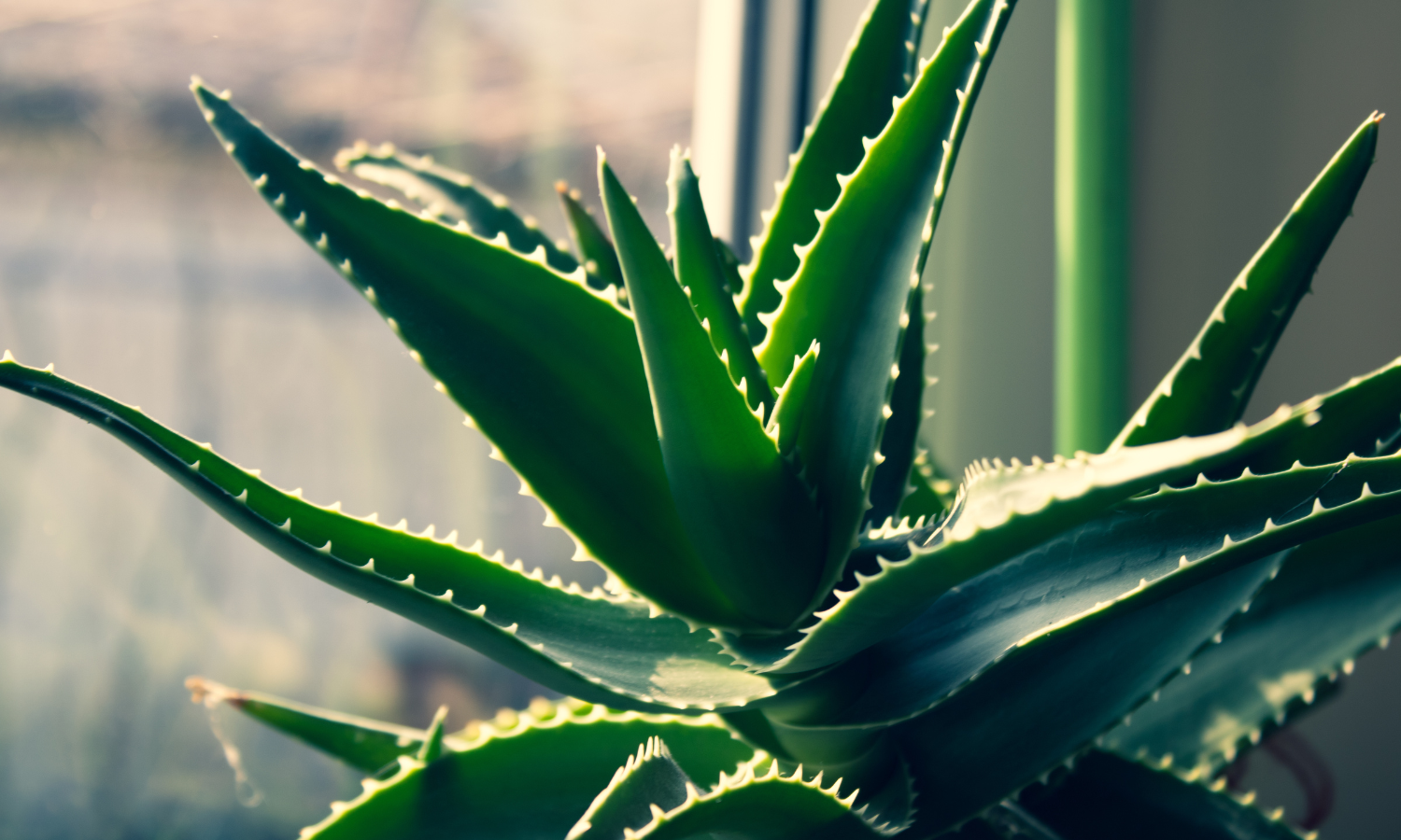 Top 10 Indoor Plants
