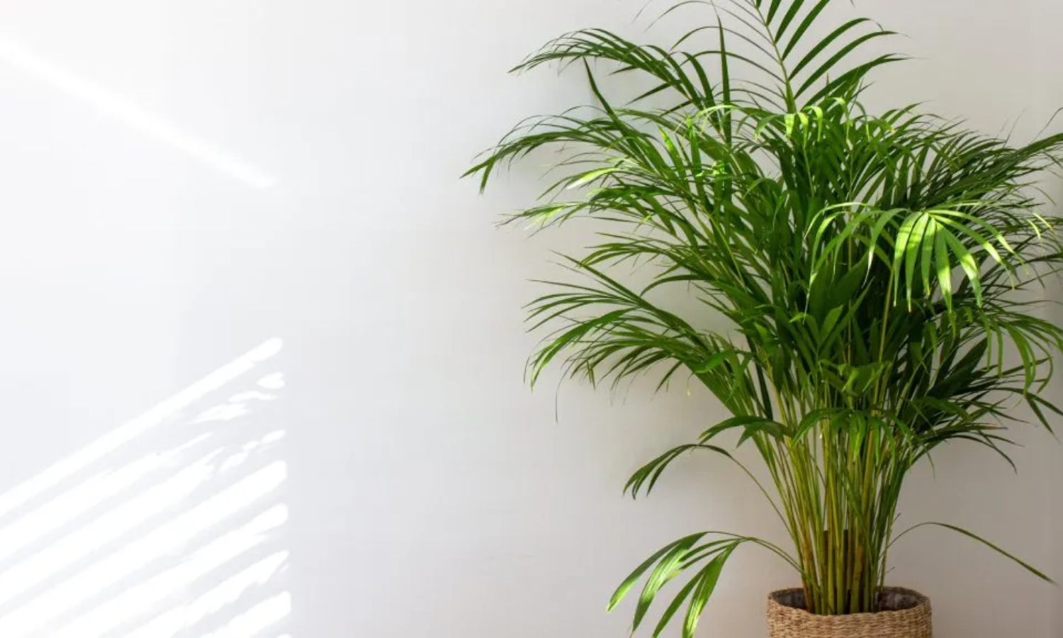 Top 10 Indoor Plants
