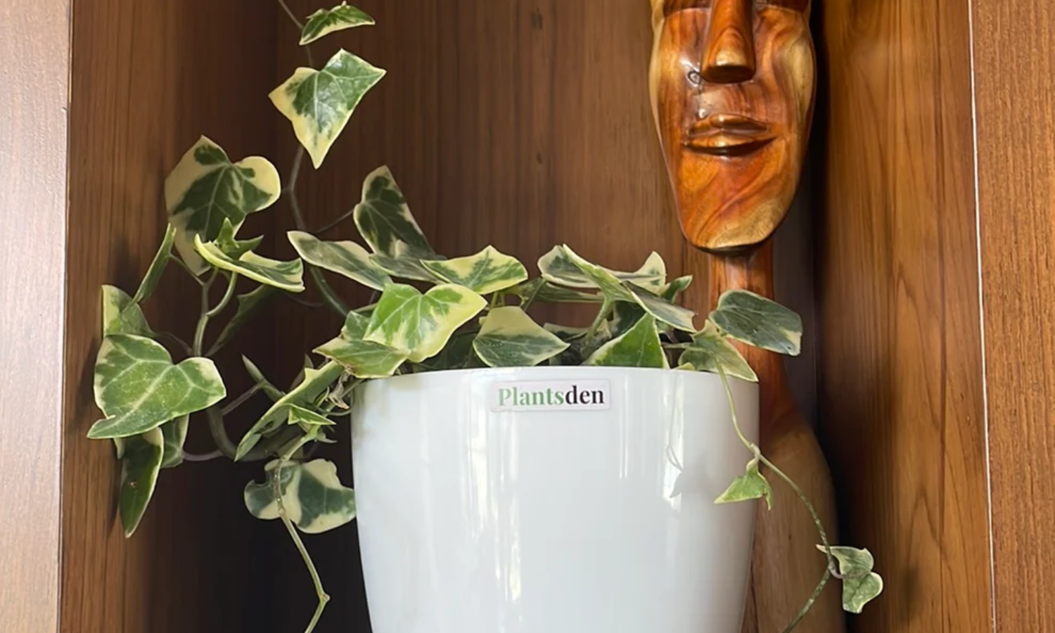 Top 10 Indoor Plants