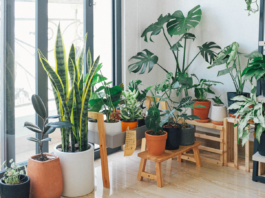 Top 10 Indoor Plants to Boost Your Mental Health