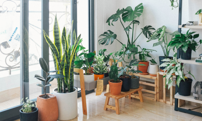 Top 10 Indoor Plants to Boost Your Mental Health