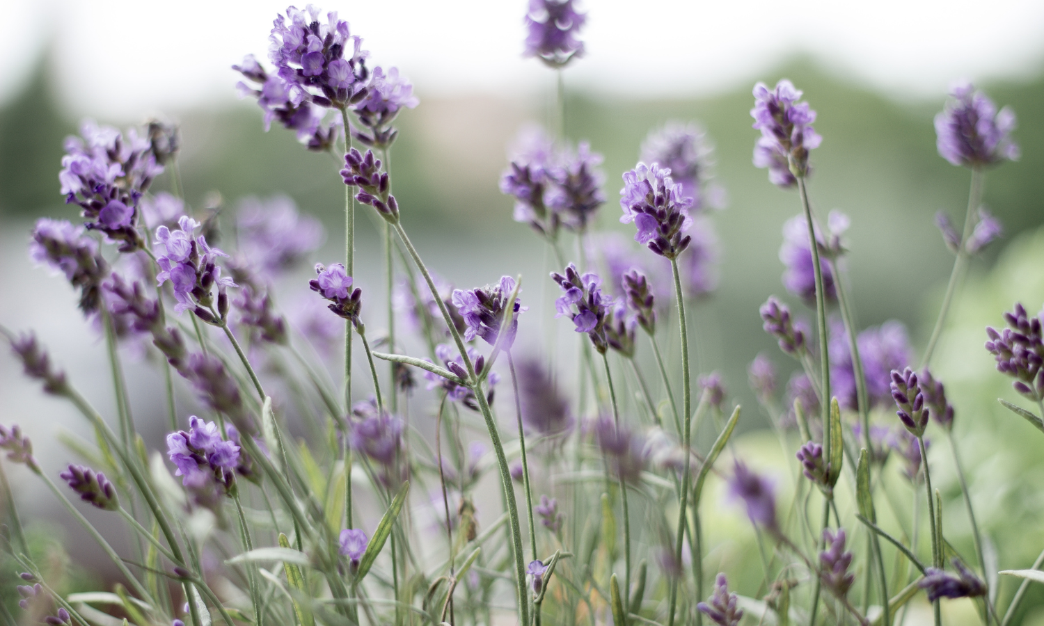 Top 10 Indoor Plants