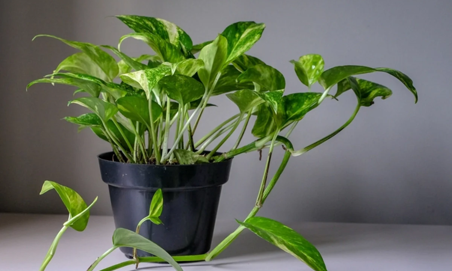 Top 10 Indoor Plants
