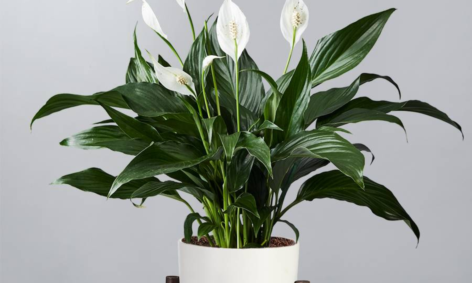 Top 10 Indoor Plants
