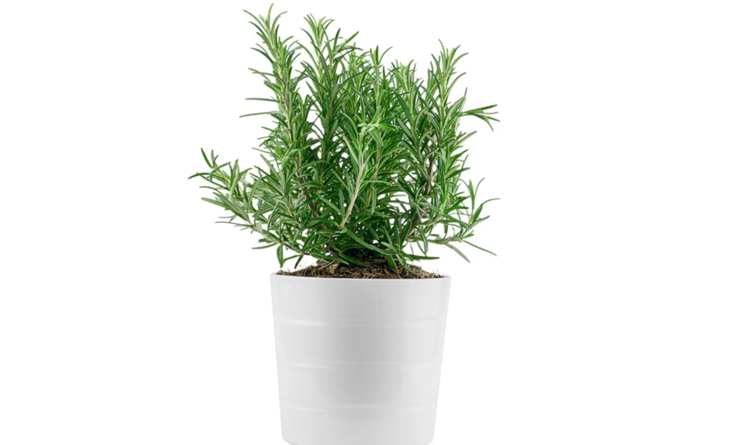 Top 10 Indoor Plants