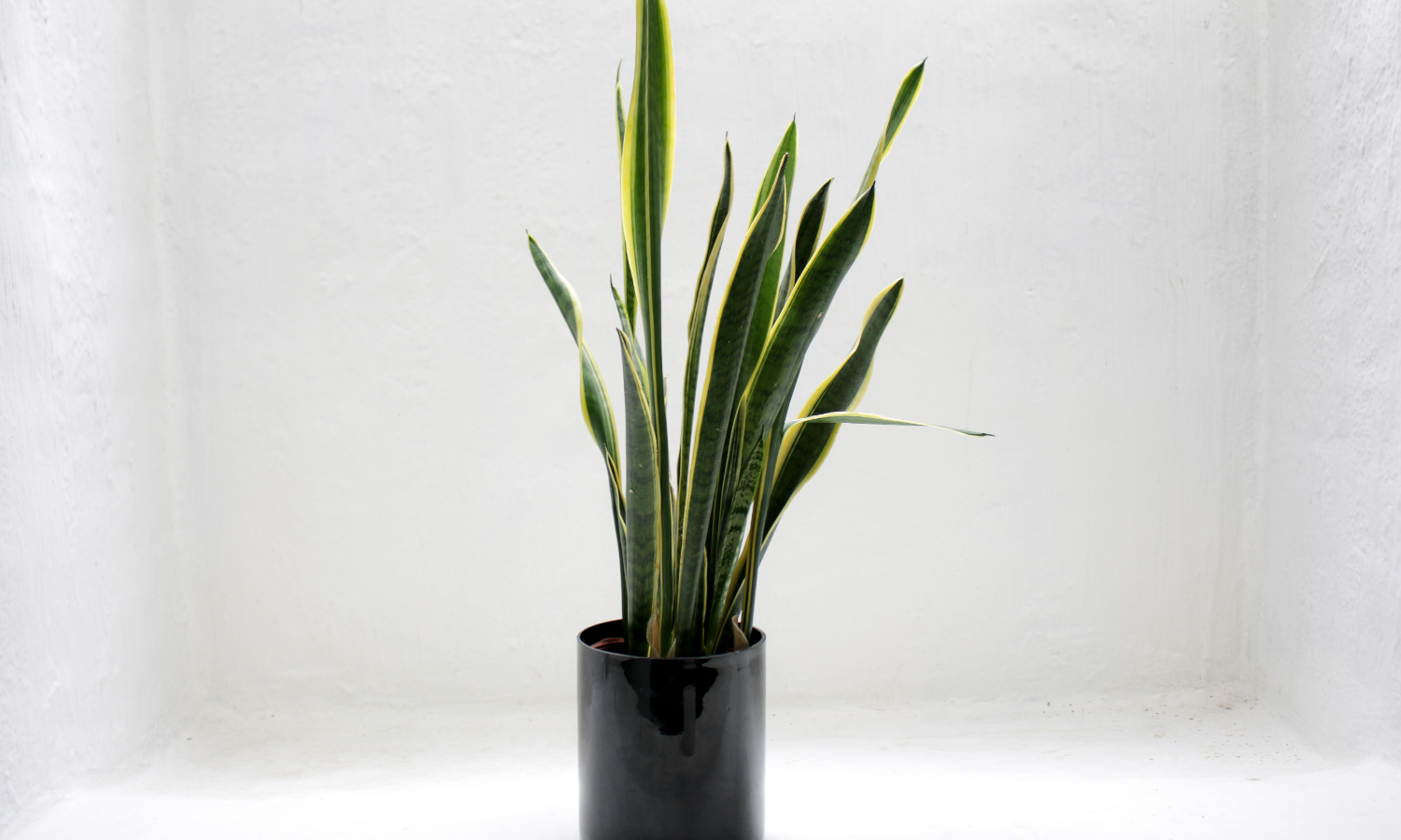 Top 10 Indoor Plants