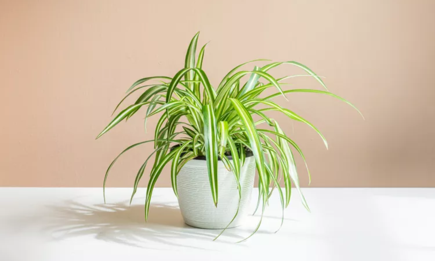 Top 10 Indoor Plants