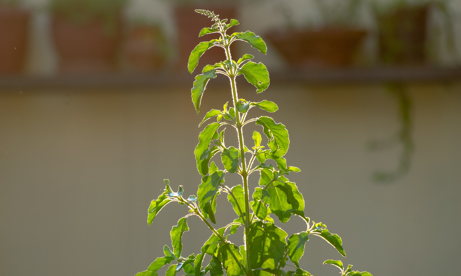 Top 10 Indoor Plants