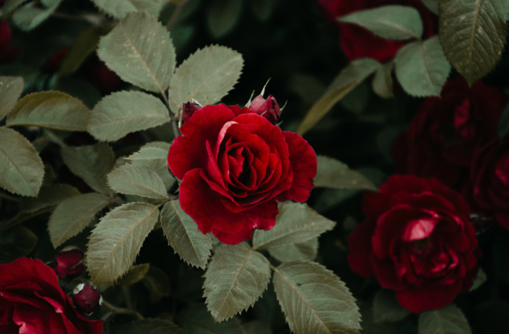 How To Take Care of a Rose Plant Indoors: A Step-By-Step Beginner Guide